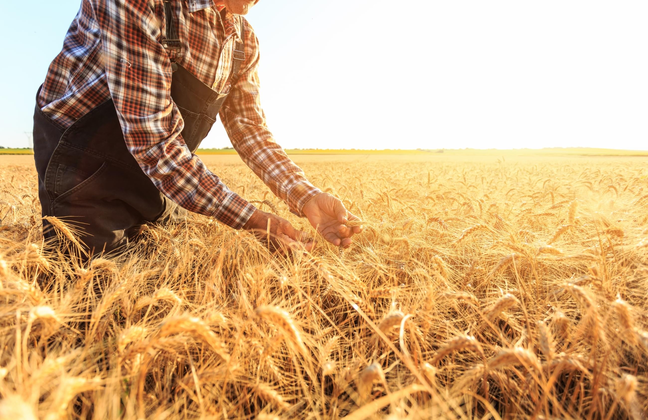 Mezőgazdasági biztosítás